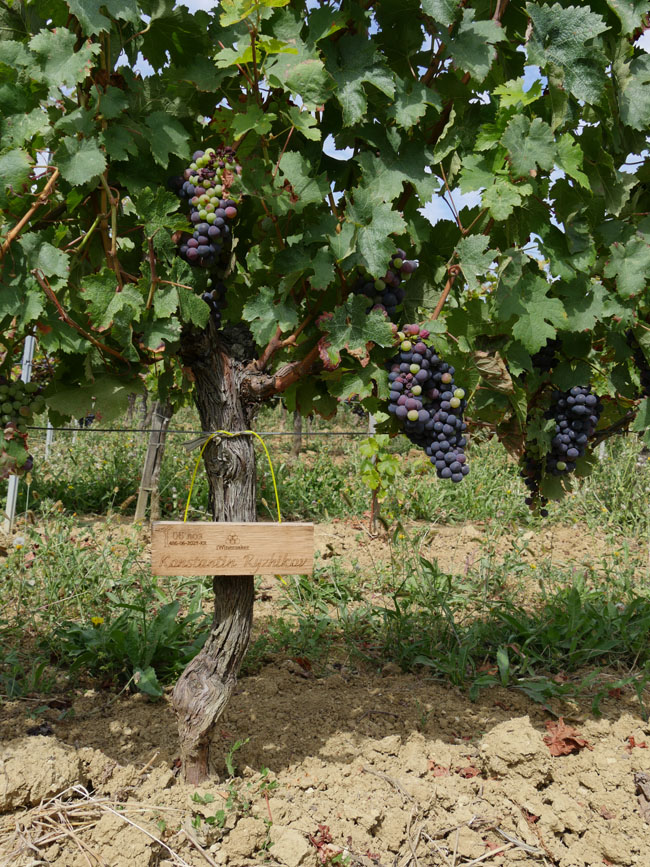 Виноградник на урожай